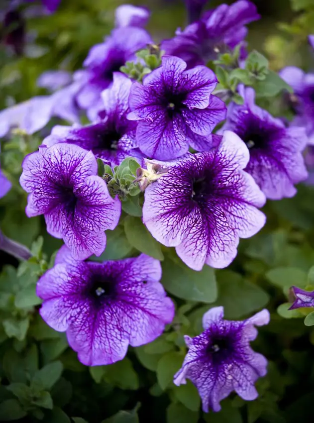 Petunias