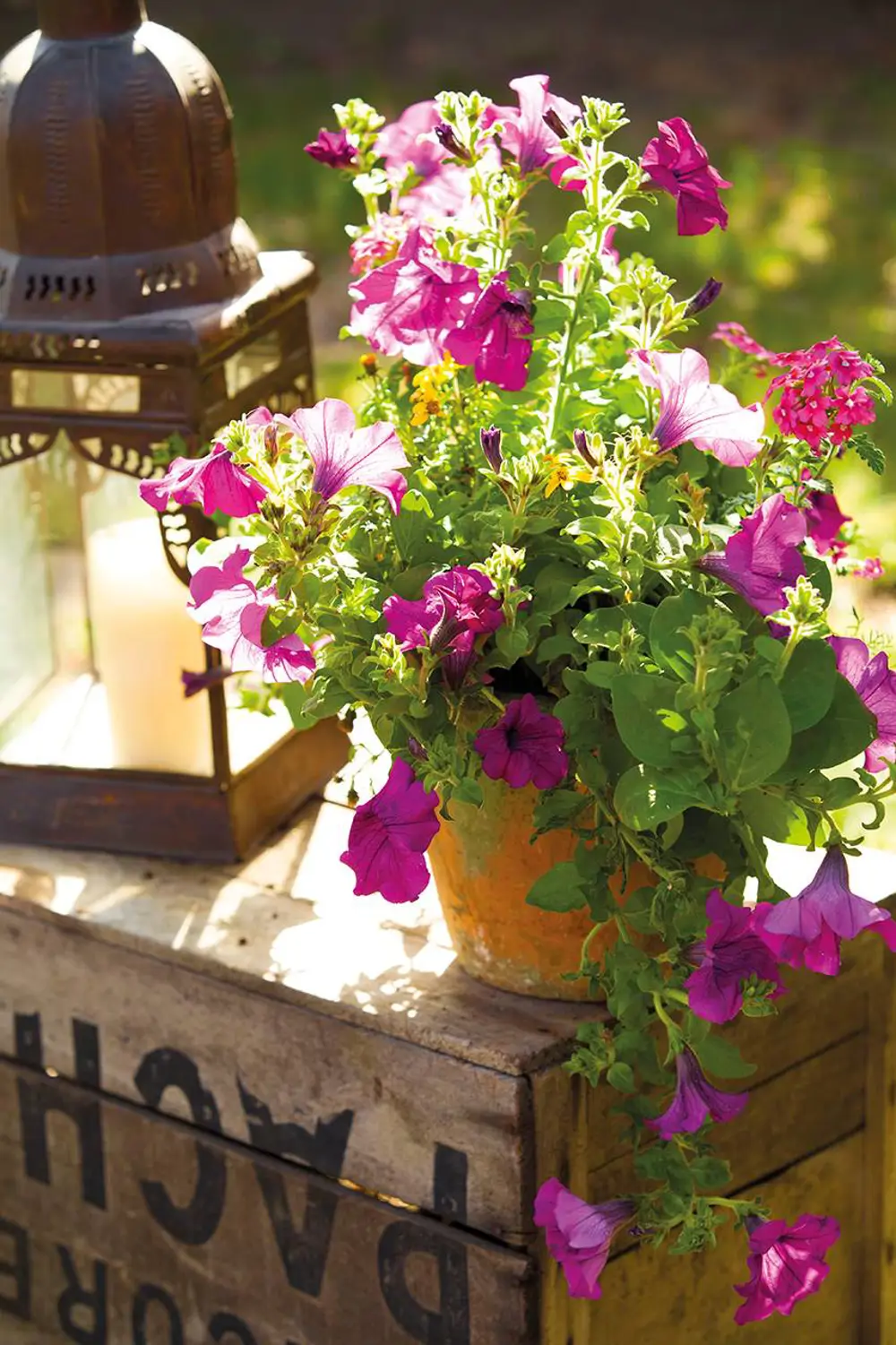 8-maceta-de-barro-con-lantana-y-petunias