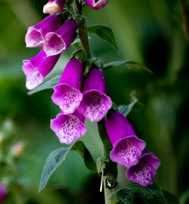 Digitalis