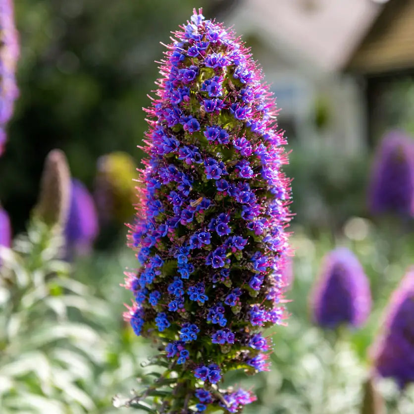 Echium