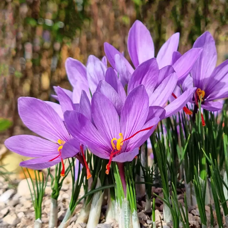 Flores de azafran