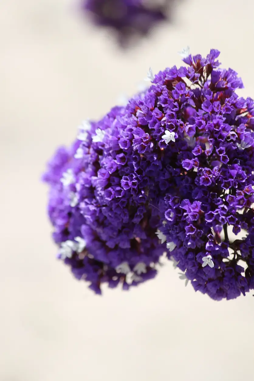 Limonium