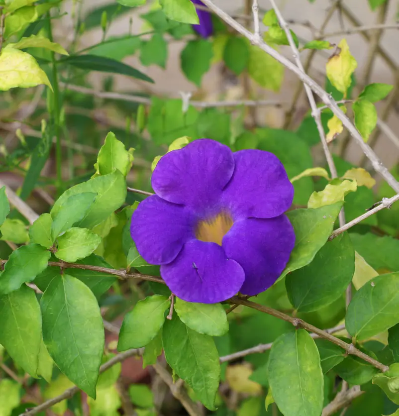 Thunbergia