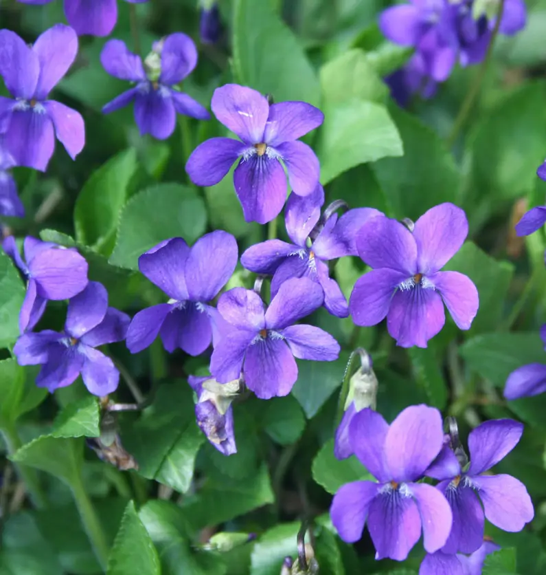 Viola odorata