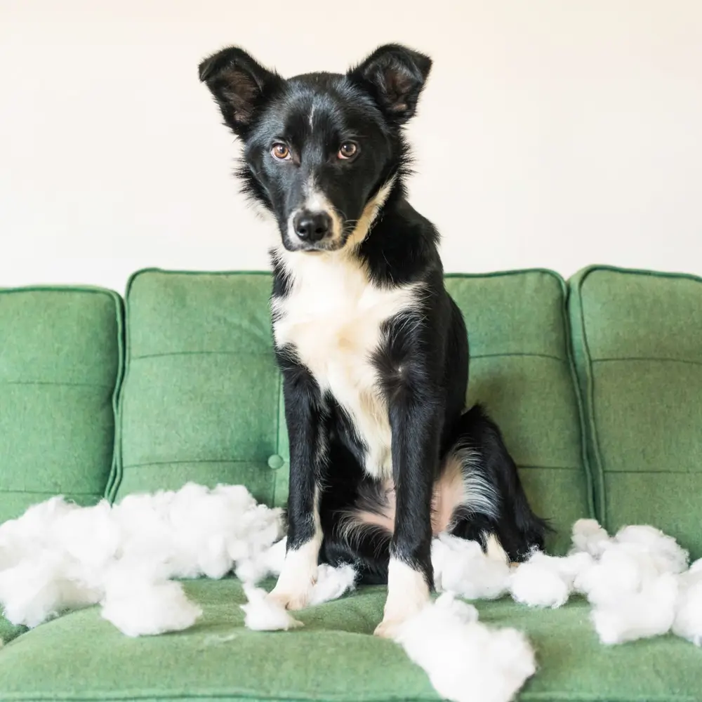 Perro mordiendo sofá