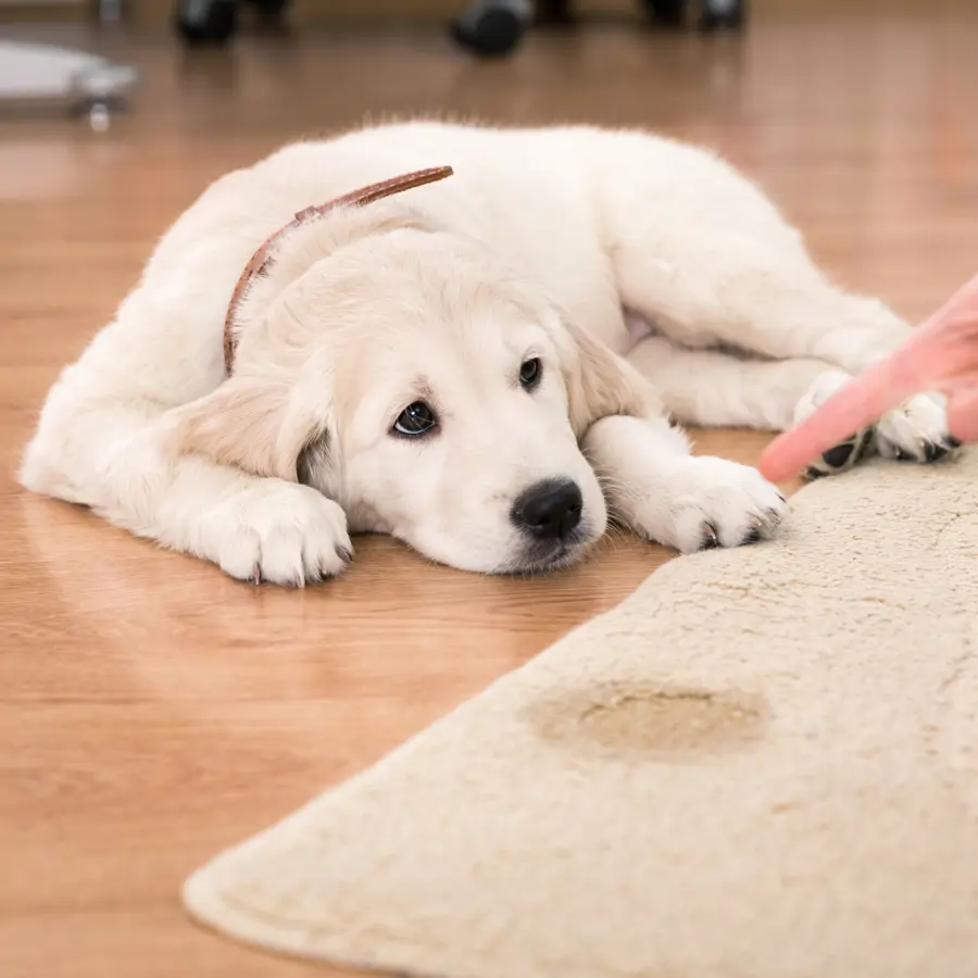 Orina de perro en la alfombra