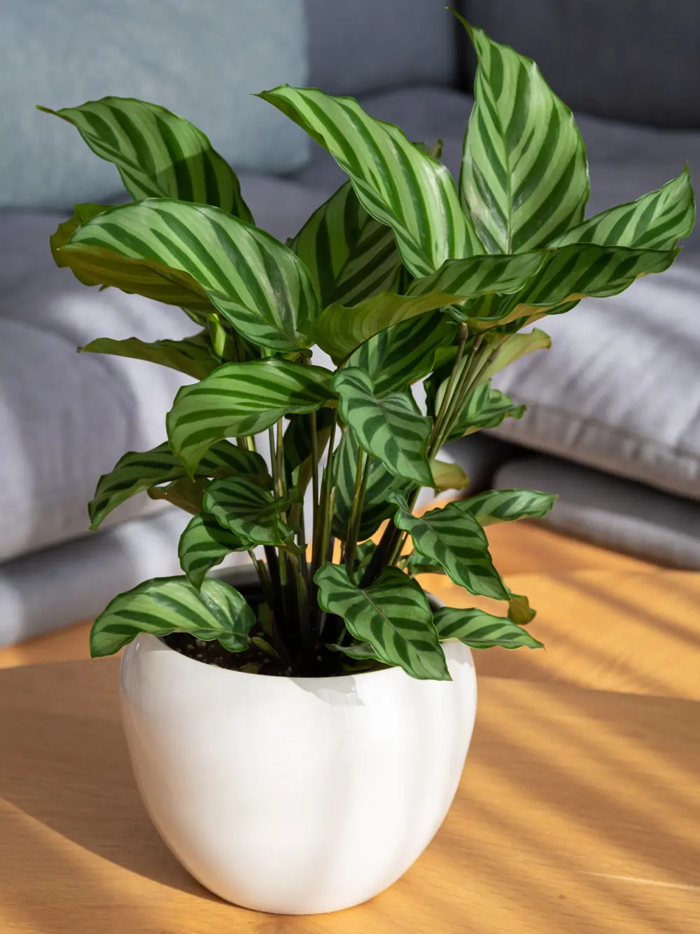 Aunque las calatheas se adaptan bien a la falta de iluminación, hay también otras plantas con buena tolerancia a la poca luz