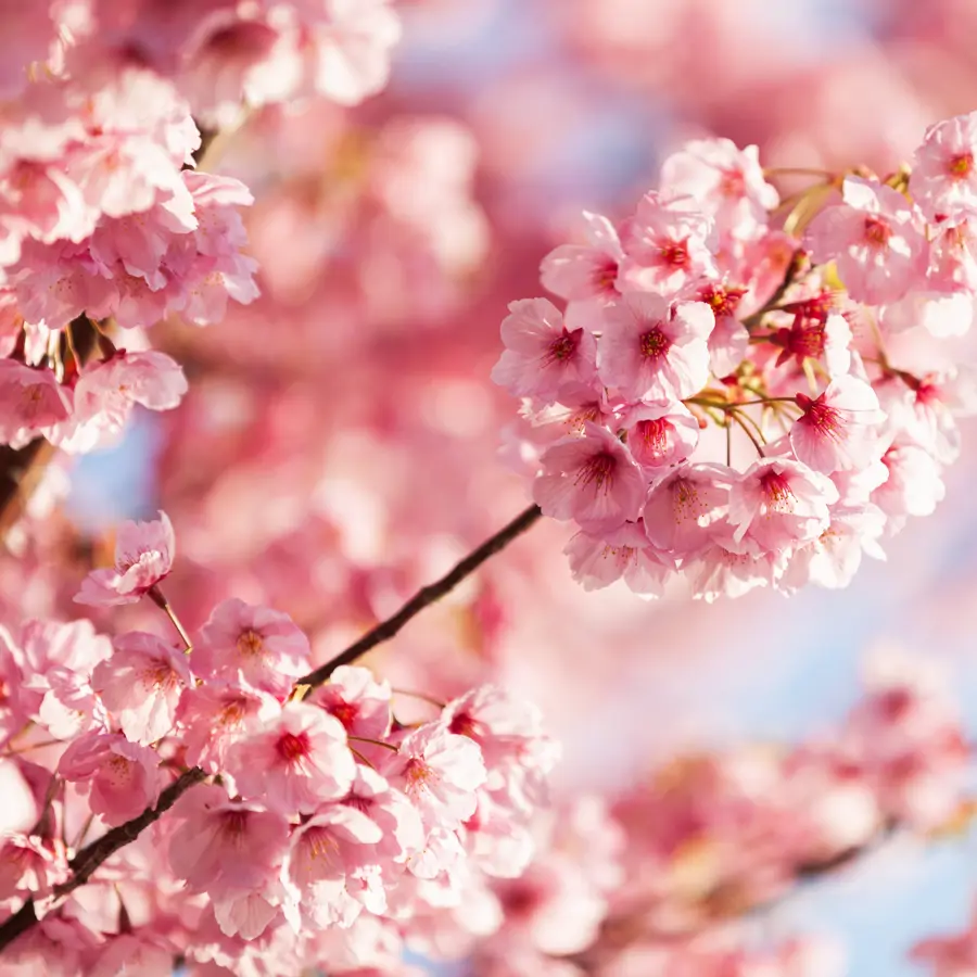 Flor de cerezo