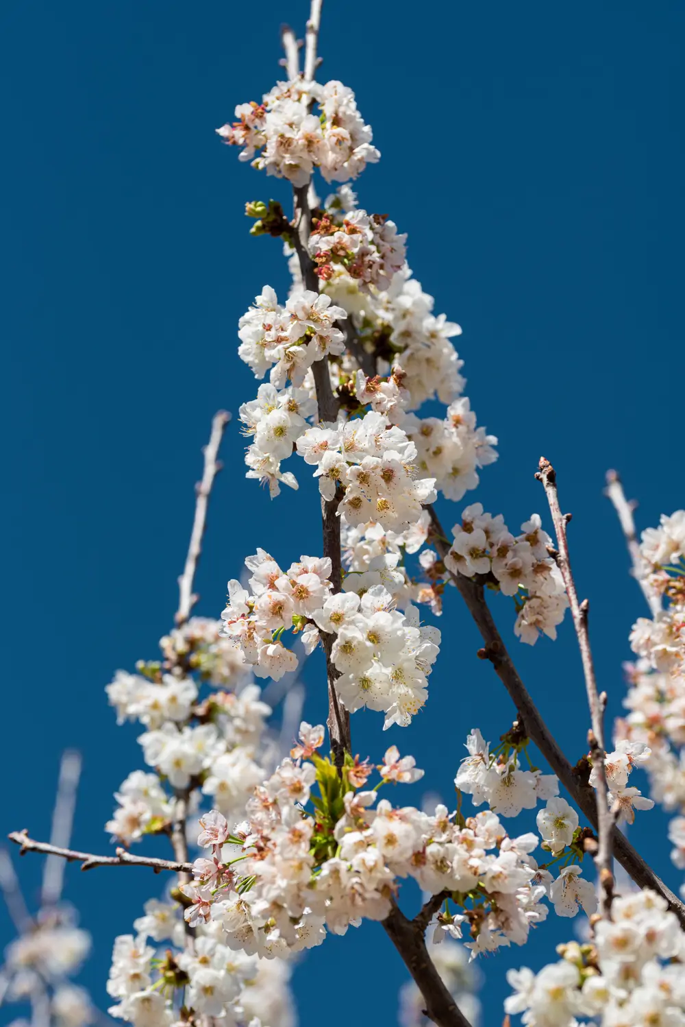 Flores de cerezo