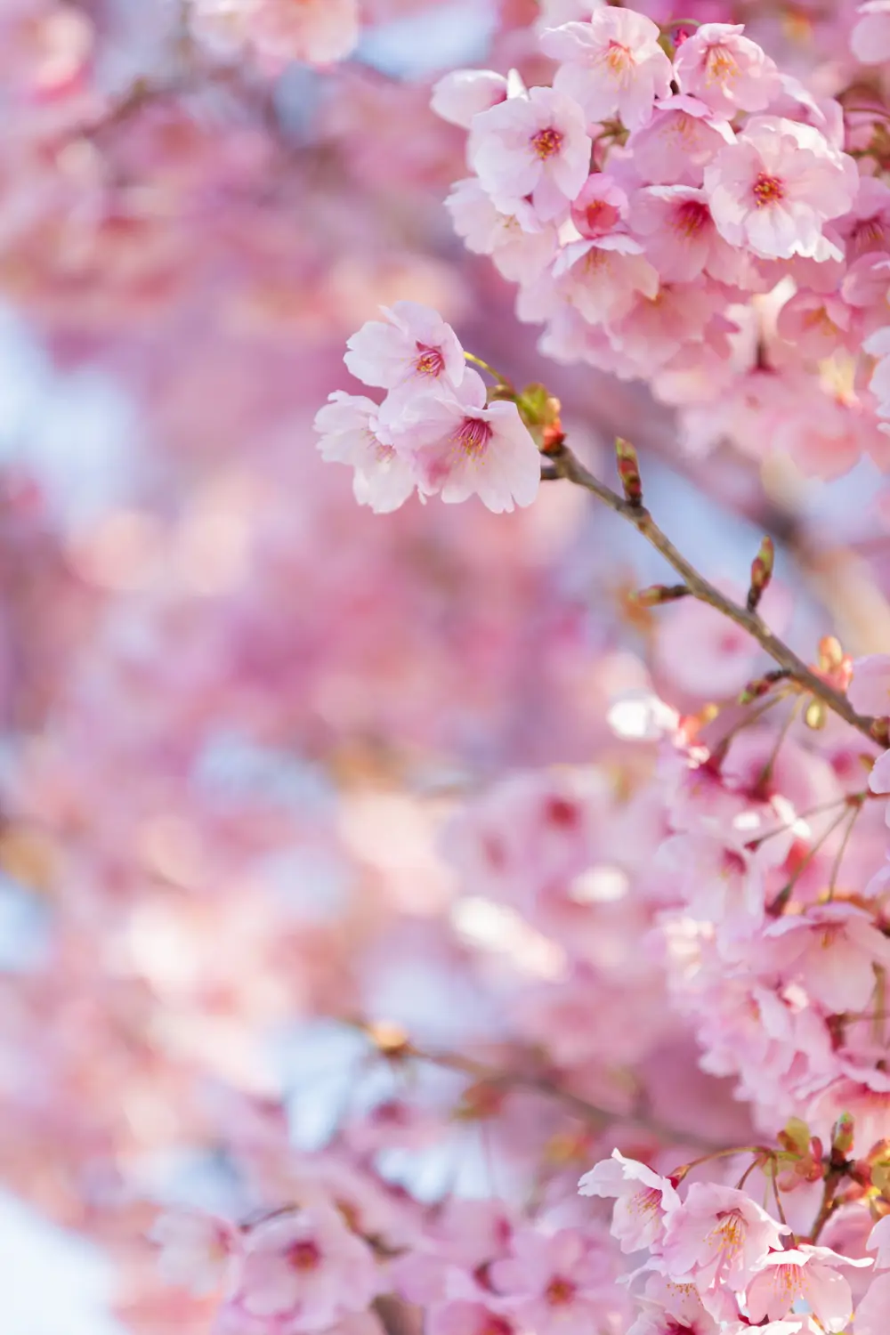 Flores de cerezo