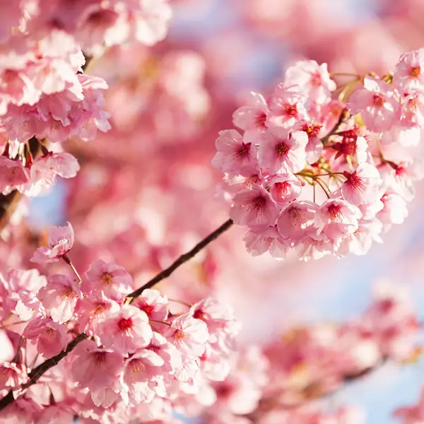 Sakura, la flor de cerezo: historia, origen y significado de esta bella y delicada flor japonesa