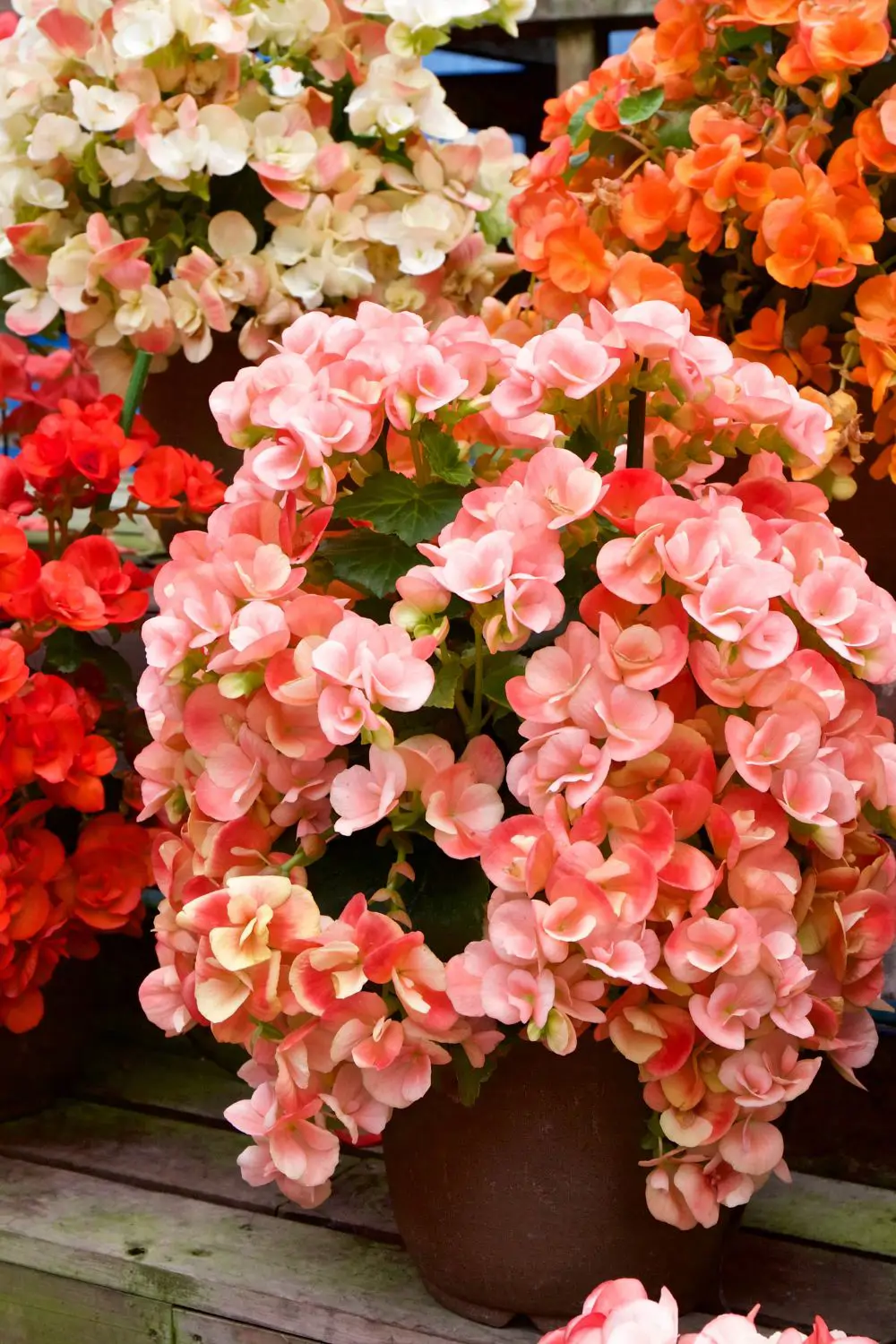 Begonias