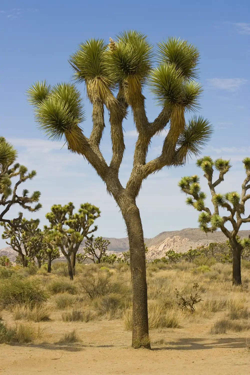 Árbol de Josué