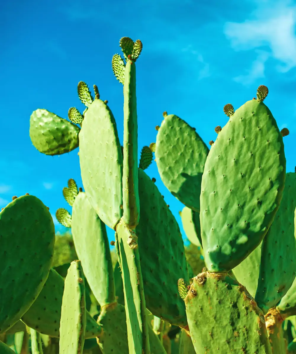 opuntia