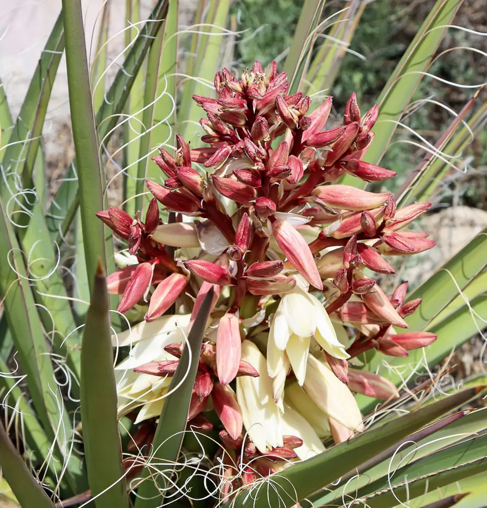 yucca baccata