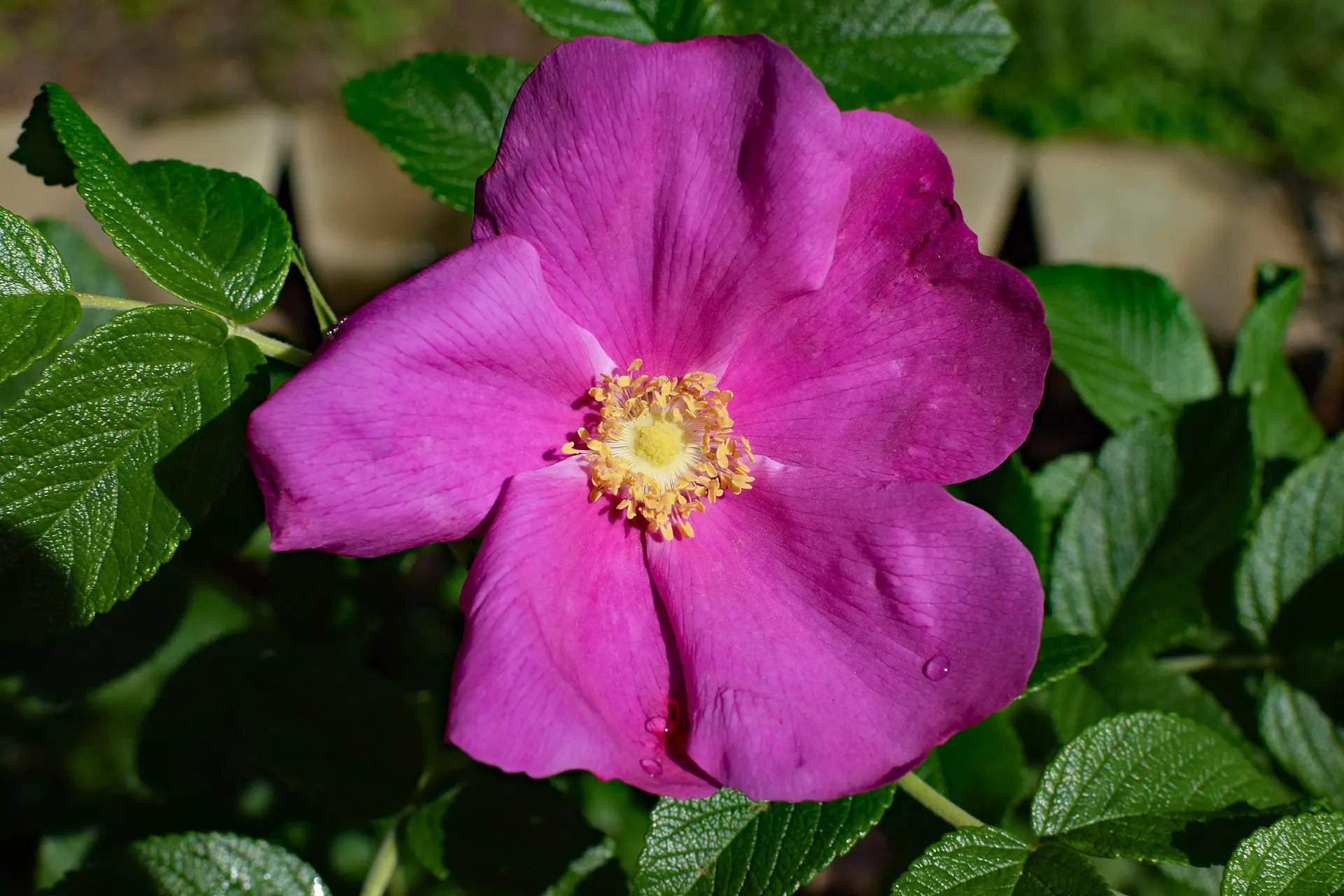 Jan Haerer en Pixabay rosa rugosa 2361847 1920