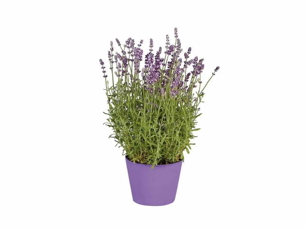 lavanda 