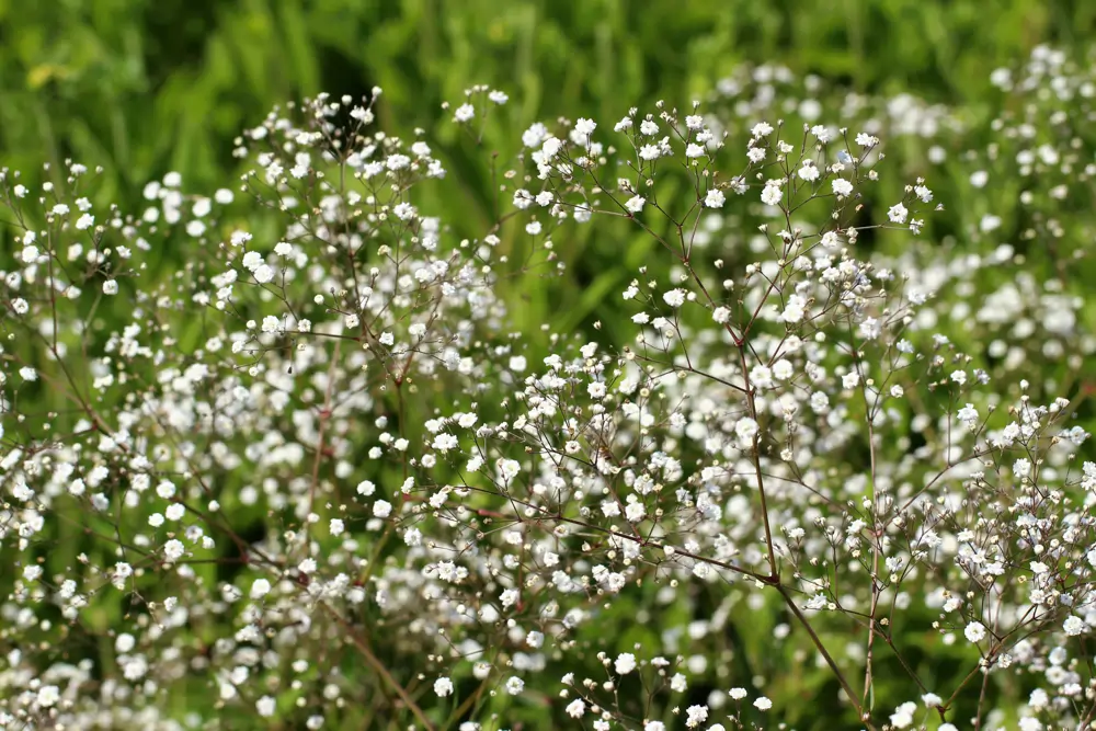 lluvias plantas flores blancas