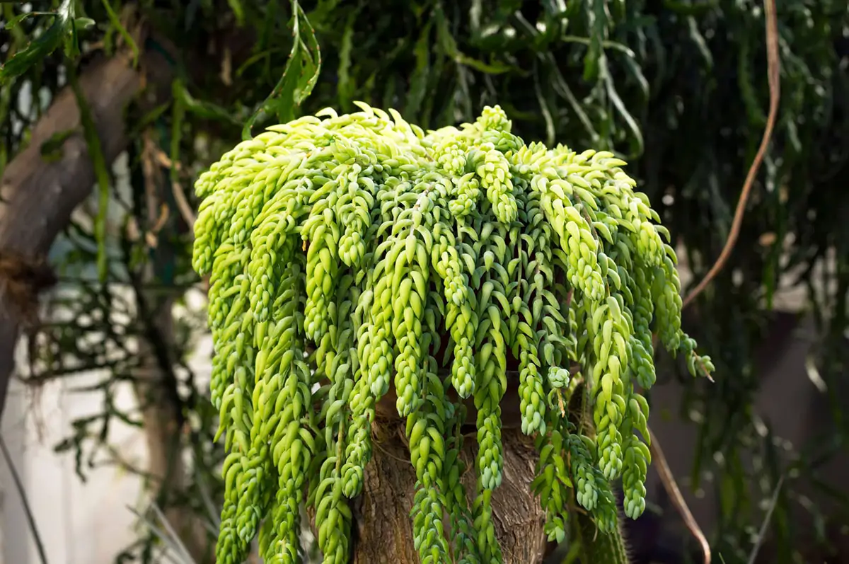 Sedum morganianum