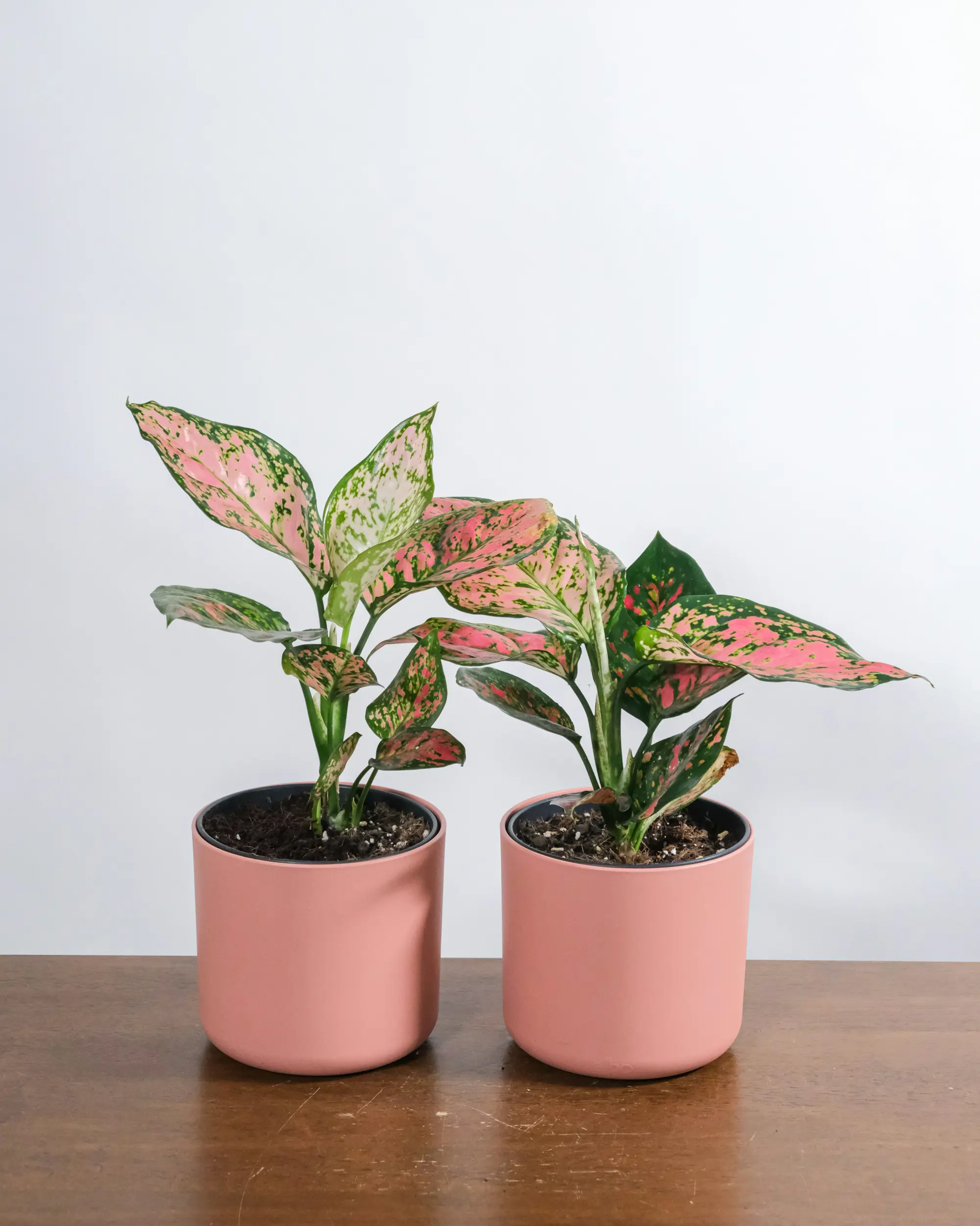 aglaonema feey tSWTSzwSz6M unsplash