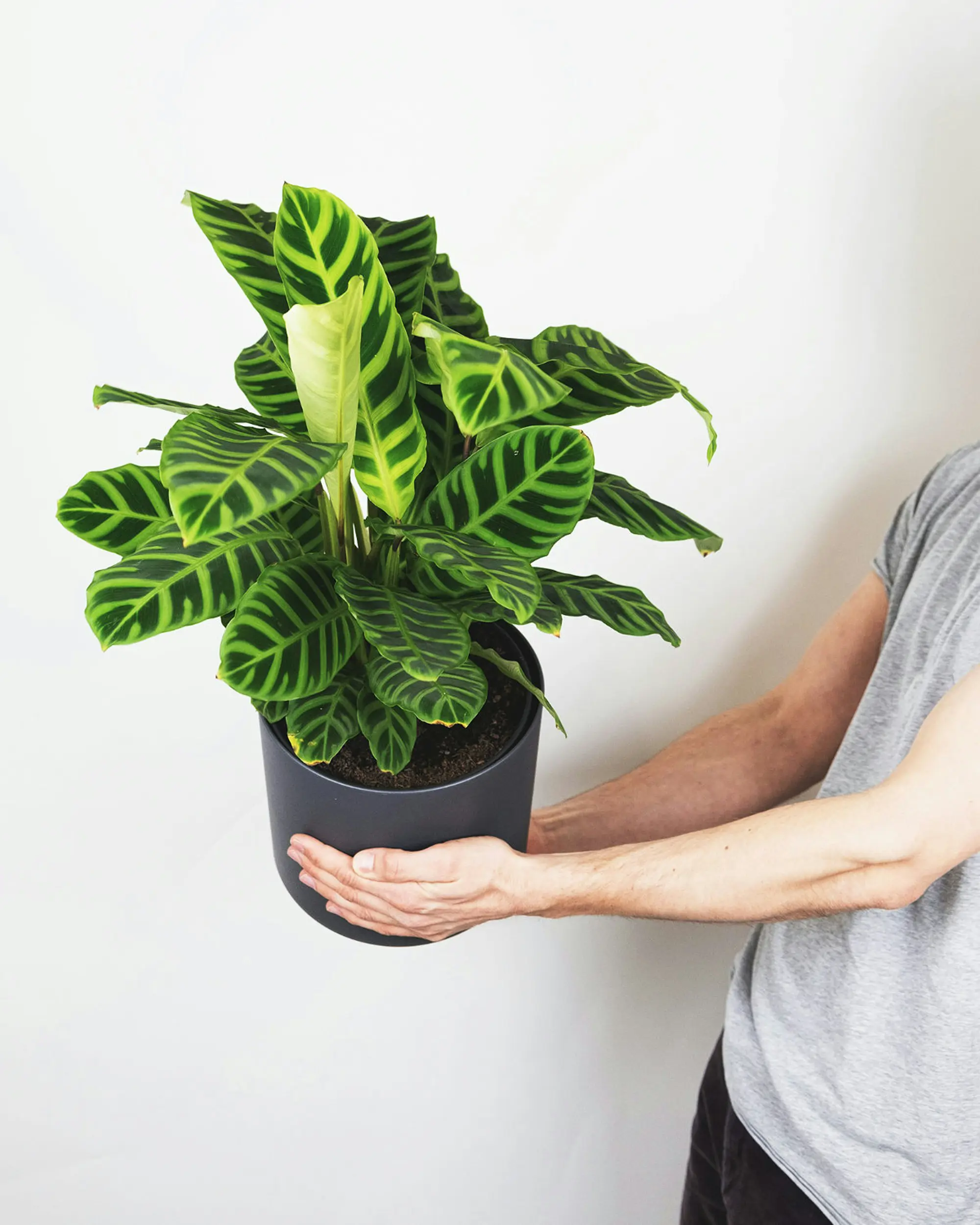 calathea feey c21H96OEz4U unsplash