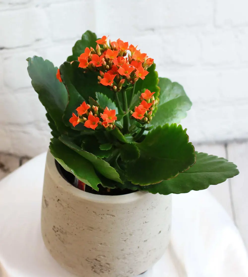 kalanchoe