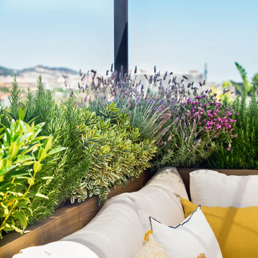 lavanda plantas terraza 00559954