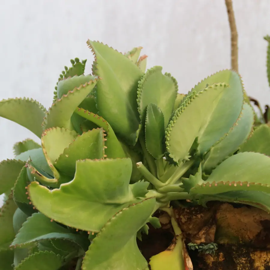 kalanchoe pinnata hojas