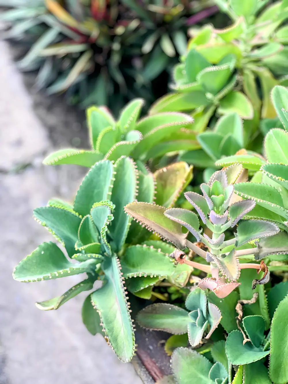 kalanchoe pinnata