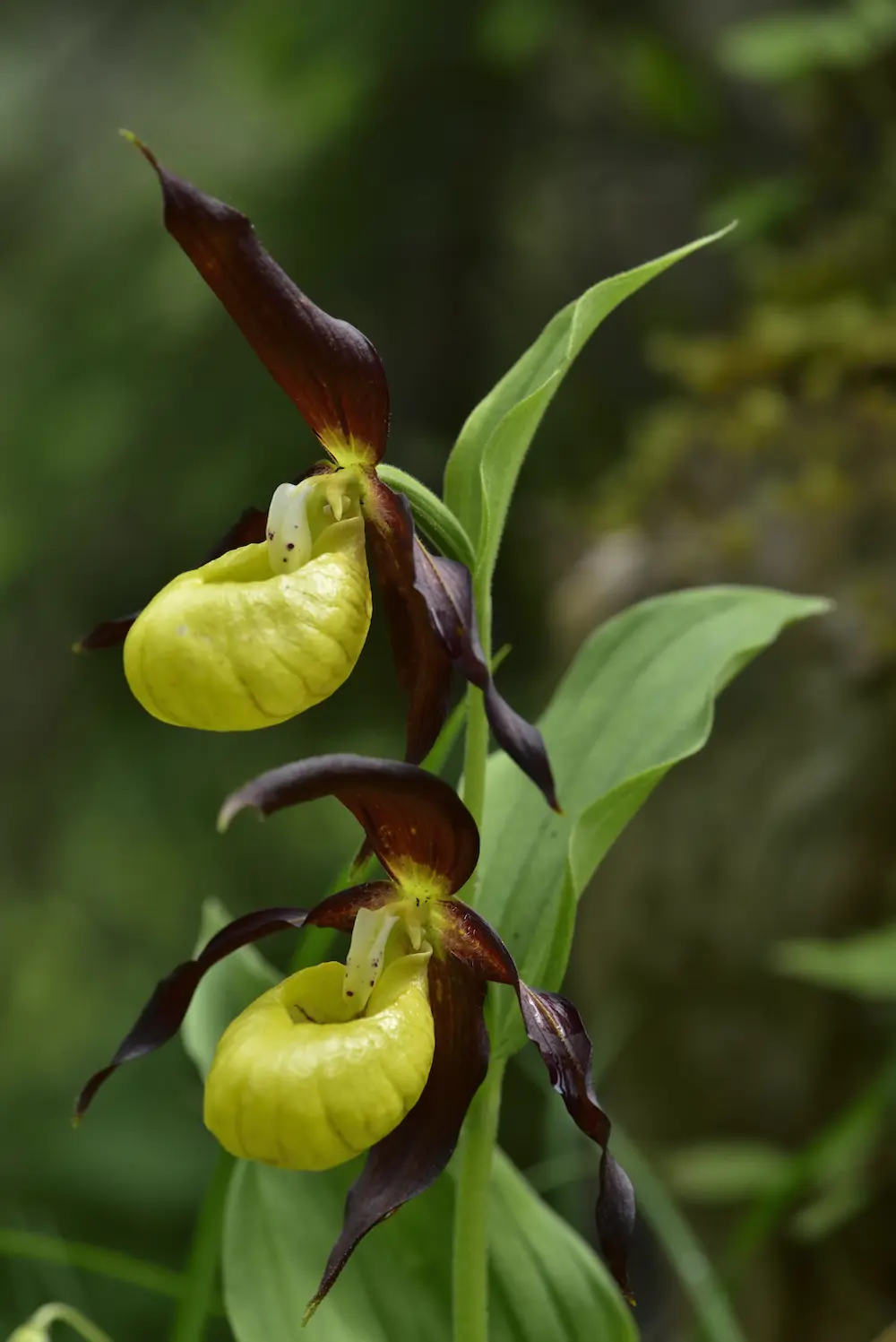 Cypripedium calceolus