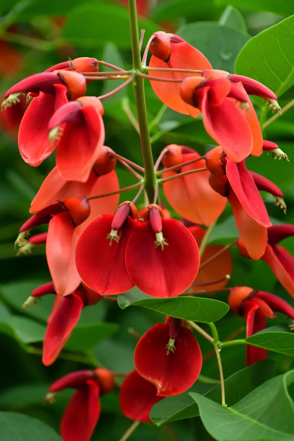 Erythrina crista galli