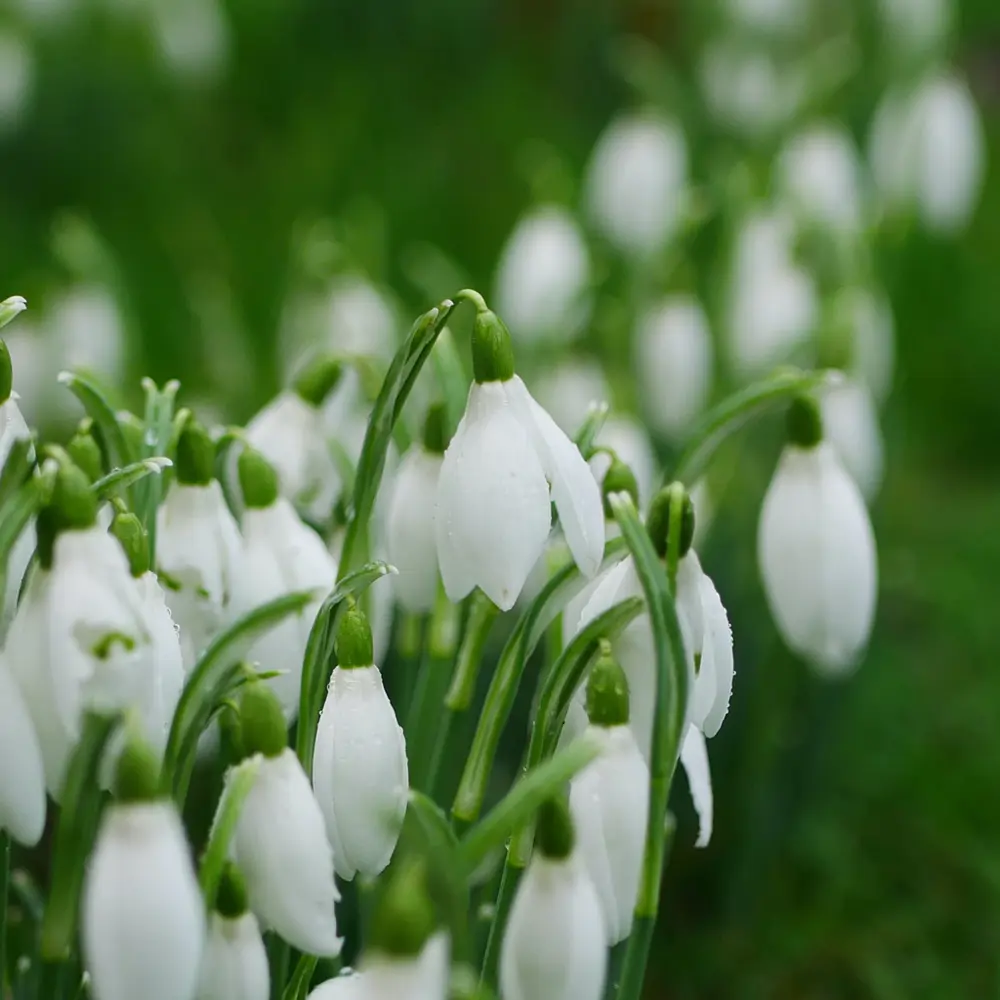 Galanthus