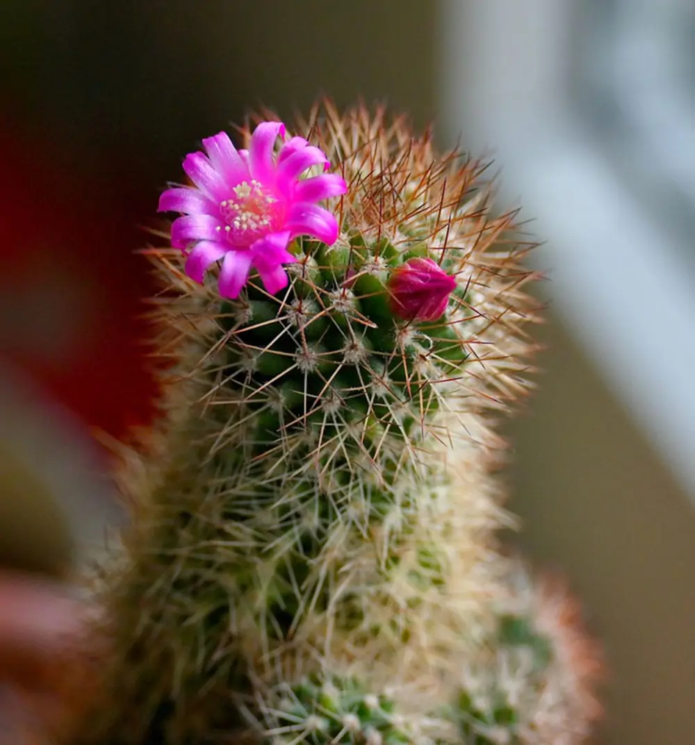 mamillaria