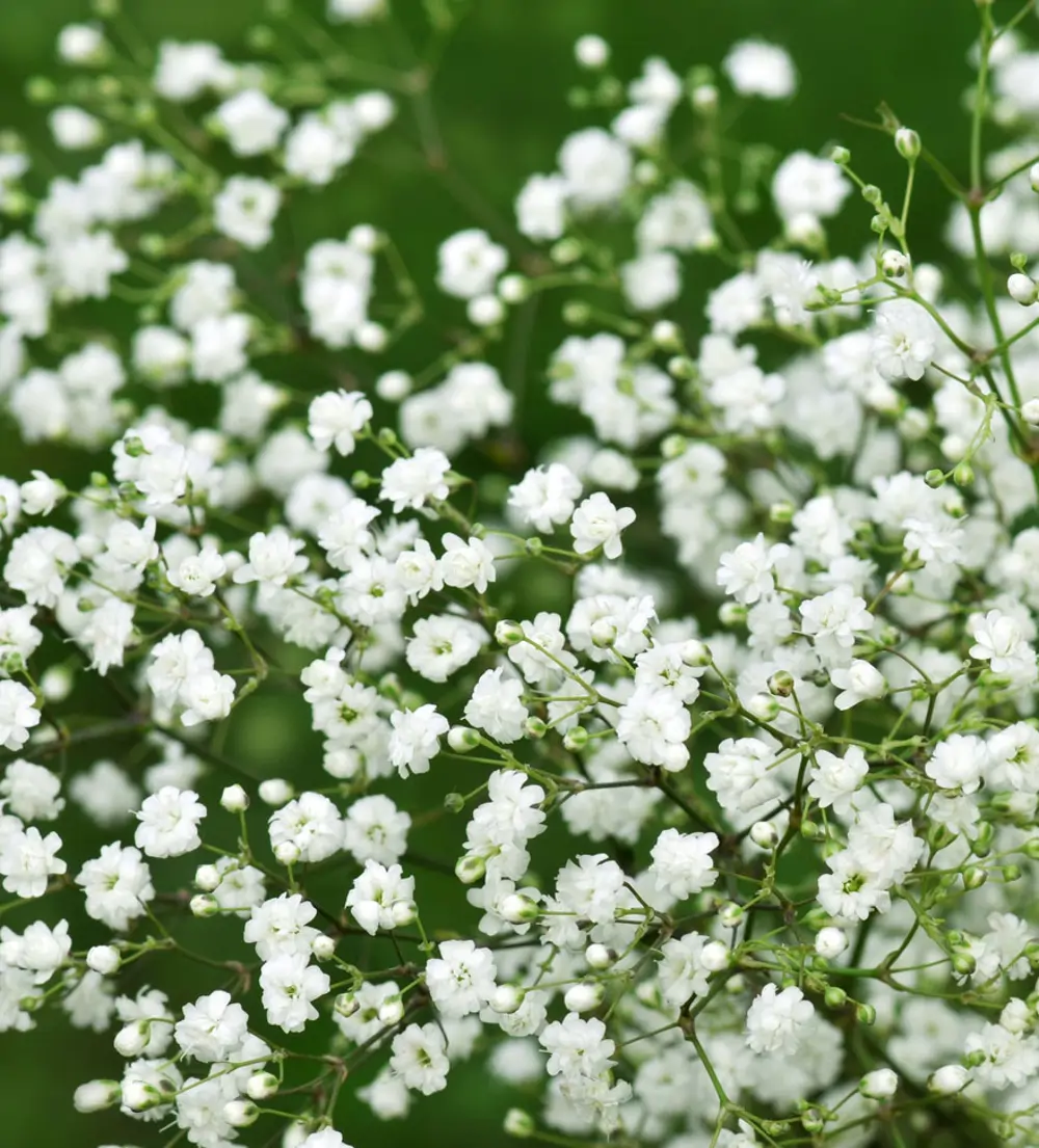 Paniculata