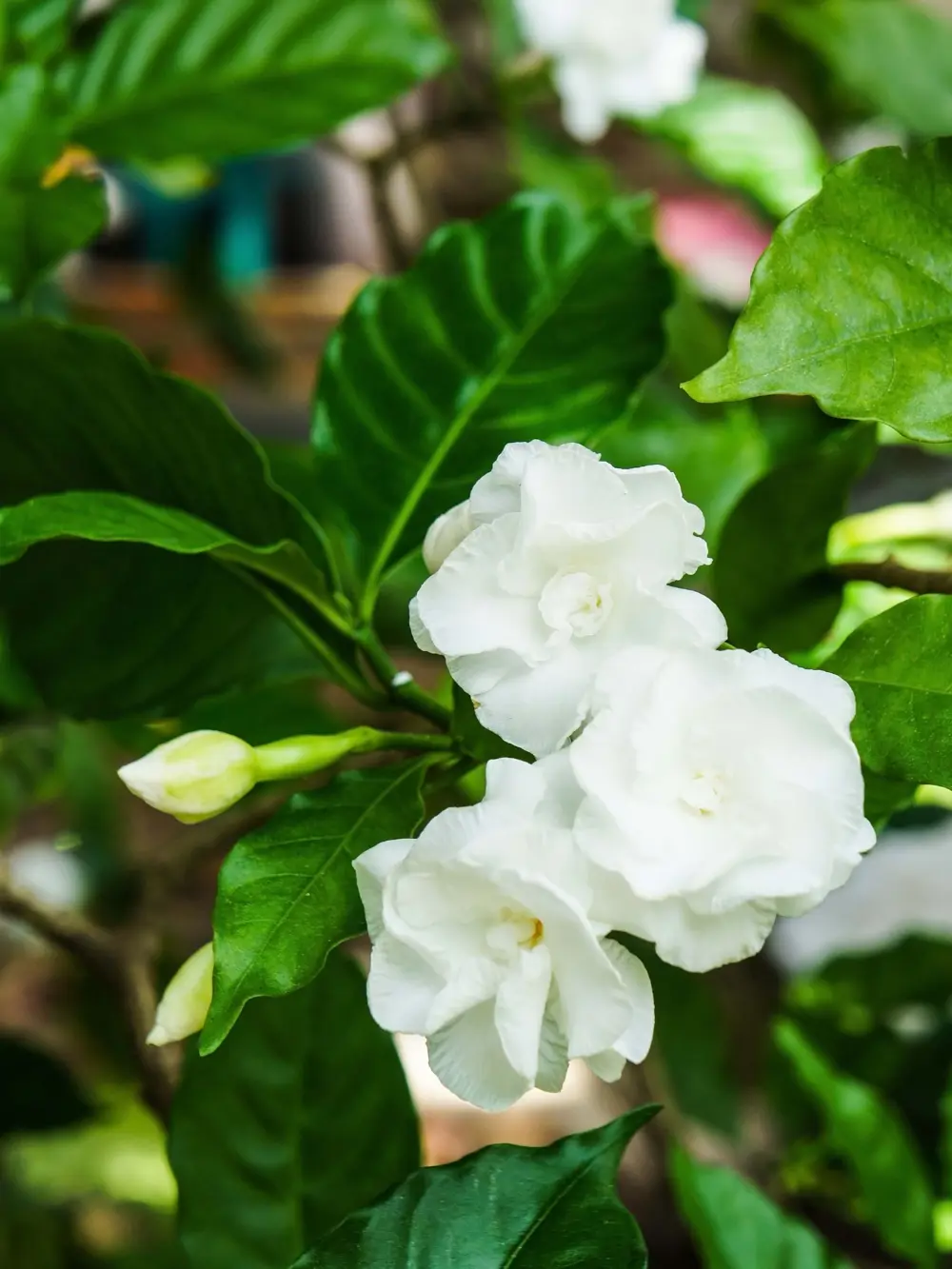 Gardenia