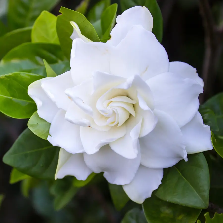 Gardenias