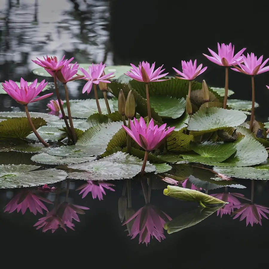 Flor de loto