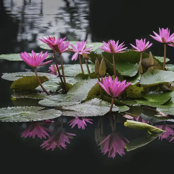 Este es el significado profundo que tiene la flor de loto: fortaleza, renacimiento y pureza