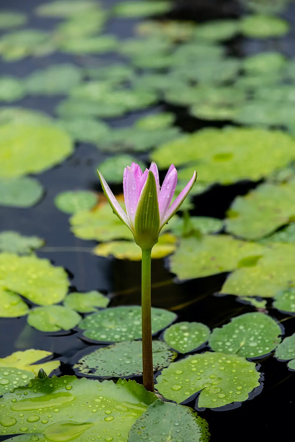 Flor de loto