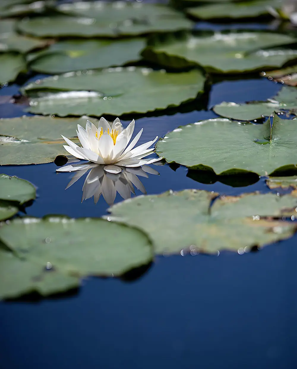 Flor de loto