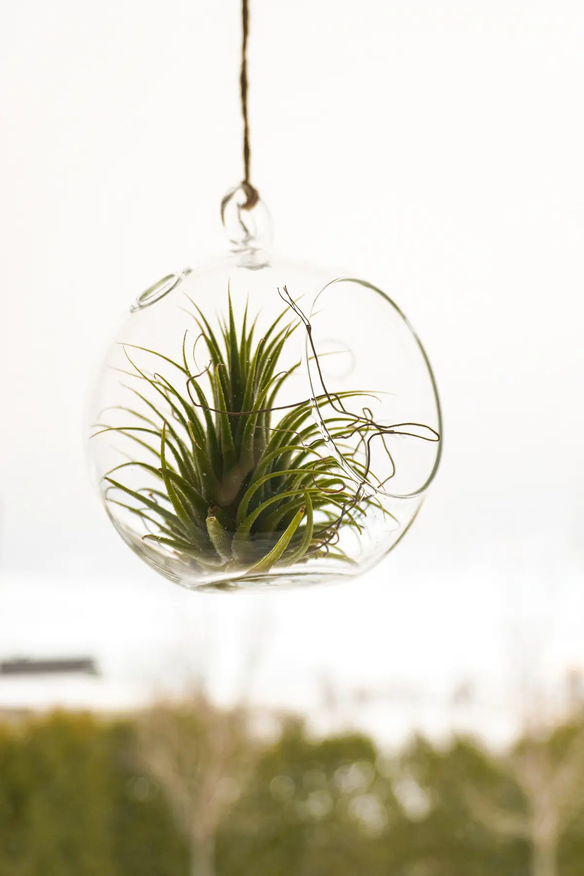 tillandsias plantas de exterior