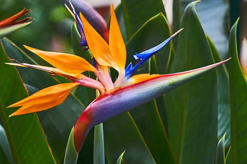 ave paraiso strelitzia planta
