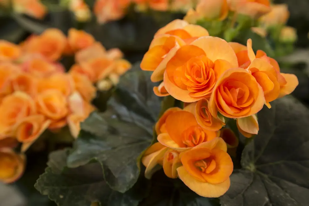 Begonia