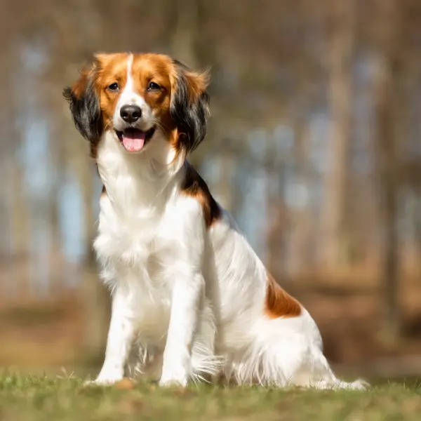 El pequeño perro que una baronesa de los Países Bajos salvó de la extinción