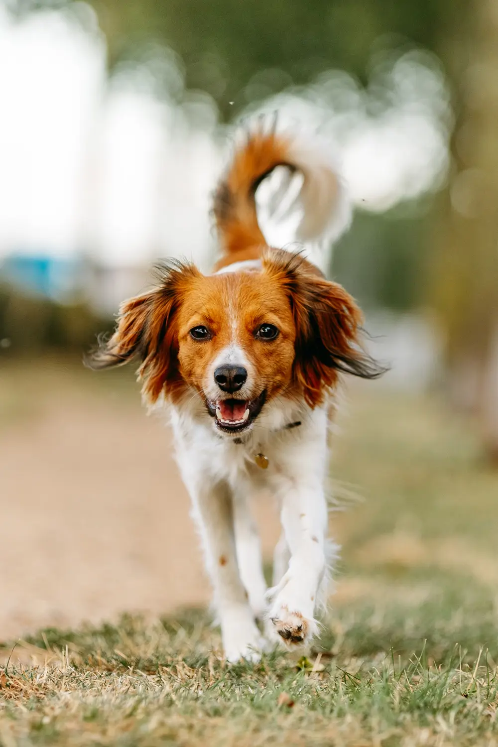 Spaniel holandés