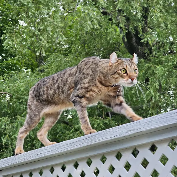 La raza de gato creada por el hombre para parecer un lince, pero ser tan dócil como un minino doméstico