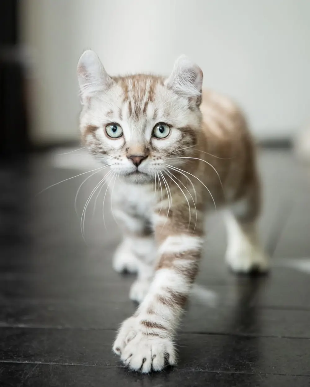 Gato highlander