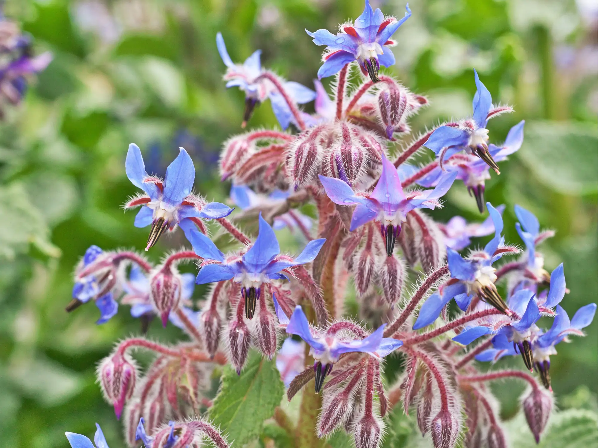 Borago