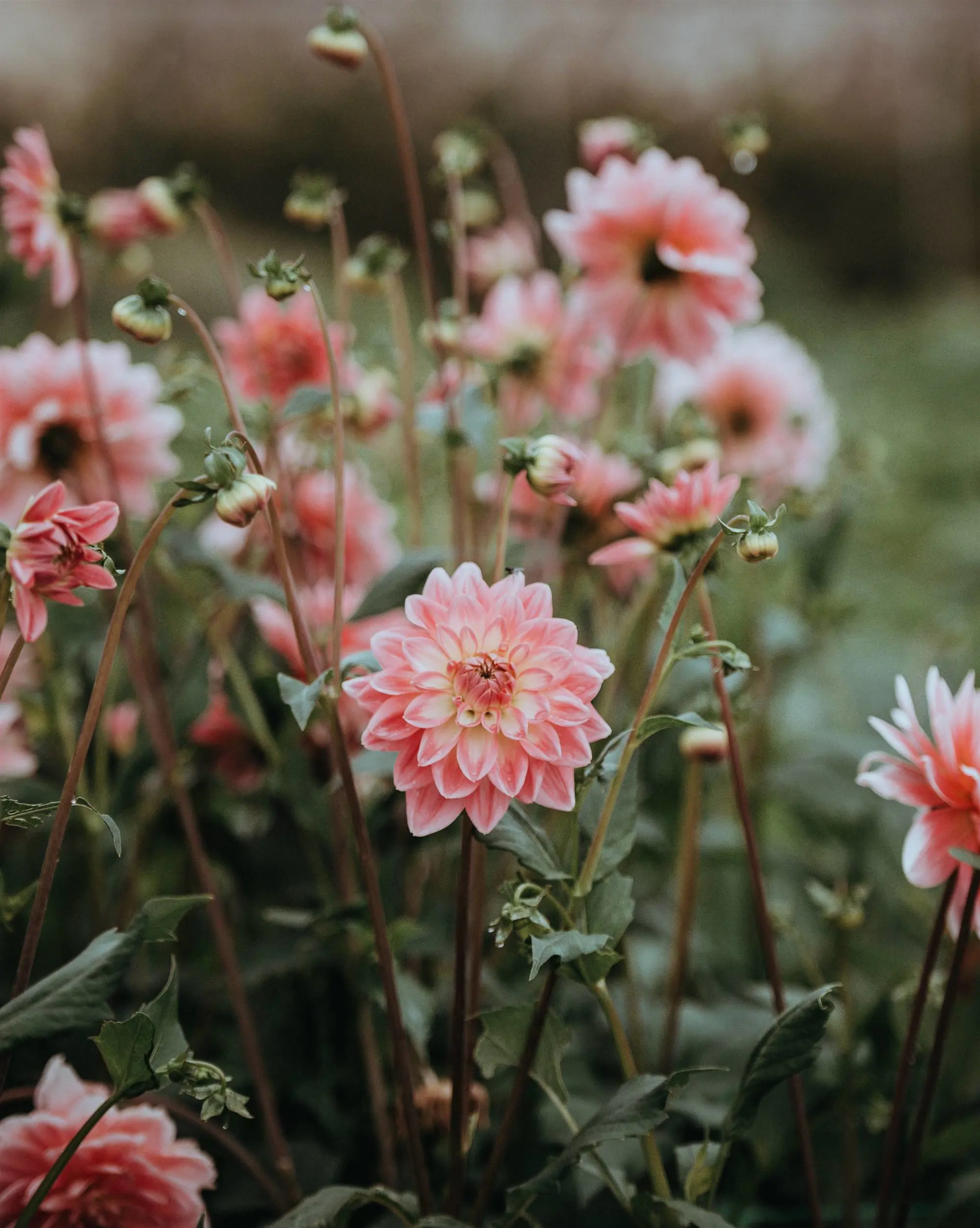 Dalias