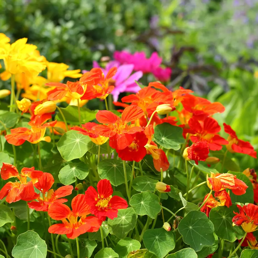 Estas variedades de plantas con flor se plantan ahora en primavera para que nos deslumbren con sus flores abundantes en verano